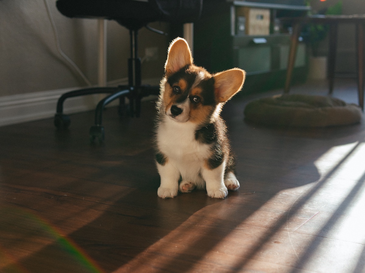 Filhote de cachorro da raça Corgie