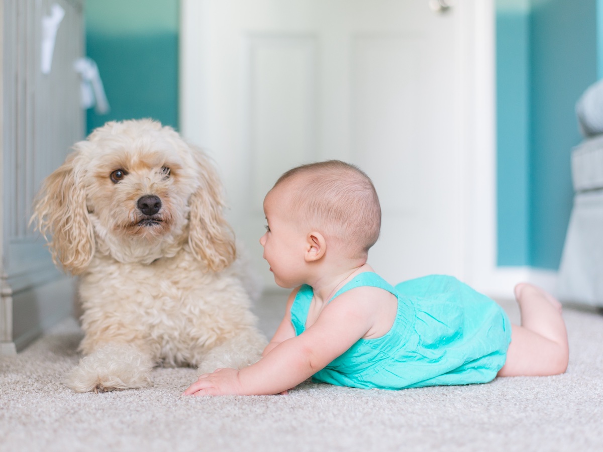 Poodle ao lado de um bebê engatinhando